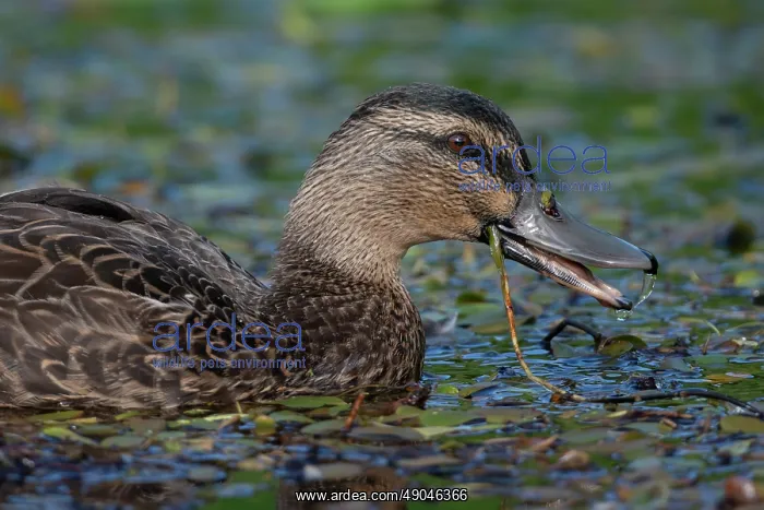  : Female Mallard