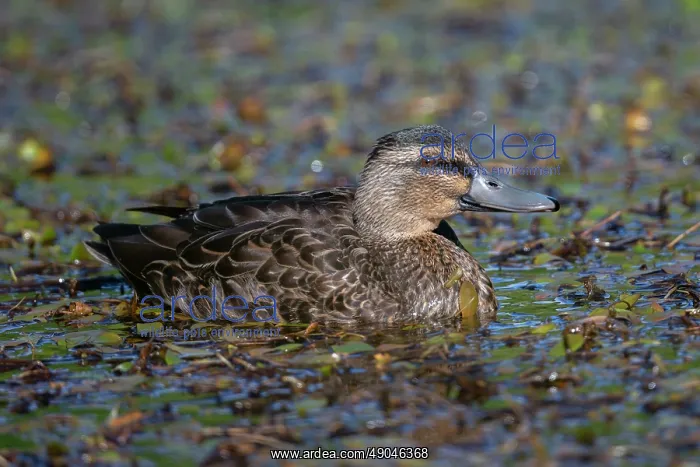 : Female Mallard : Female Mallard