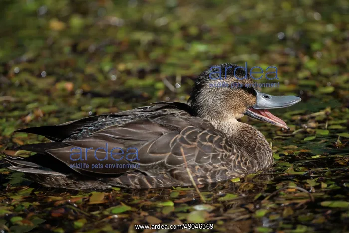 : Female Mallard : Female Mallard