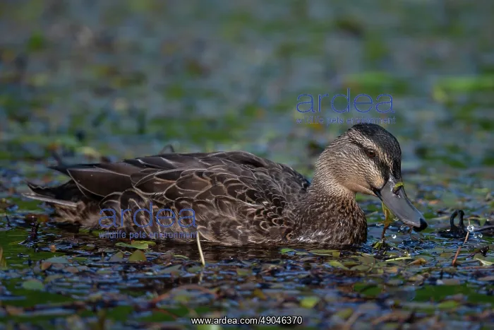 : Female Mallard : Female Mallard