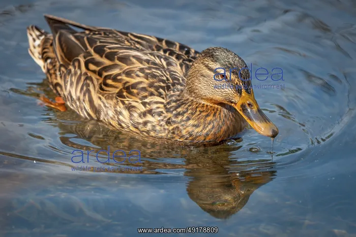  : Female mallard (Anas platyrhynchos) swimming and reflecting in the calm blue water of a pond