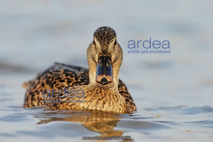 : Female Mallard at water level : Female Mallard at water level
