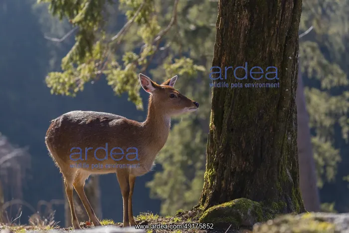 : One female Manchurian sika deer or Dybowski's sika deer (Cervus nippon mantchuricus or Cervus nippon dybowskii) : One female Manchurian sika deer or Dybowski's sika deer (Cervus nippon mantchuricus or Cervus nippon dybowskii)