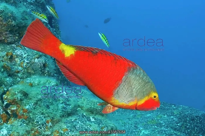 : Female mediterranean parrotfish (Sparisoma cretense) : Female mediterranean parrotfish (Sparisoma cretense)