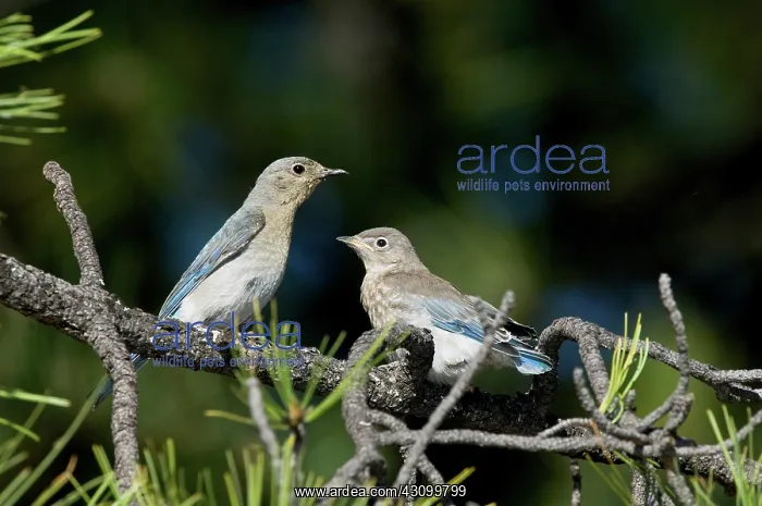 : Female Mountain Bluebird with fledgeling : Female Mountain Bluebird with fledgeling