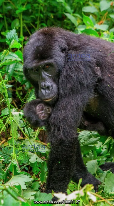 : Female mountain gorilla (Gorilla beringei bering : Female mountain gorilla (Gorilla beringei bering