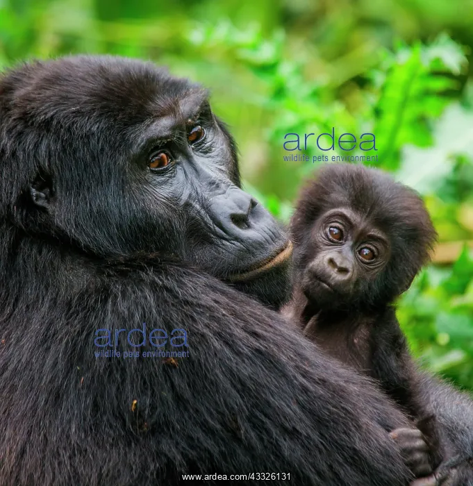 : Female mountain gorilla (Gorilla beringei bering : Female mountain gorilla (Gorilla beringei bering
