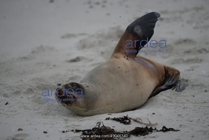 : Female New Zealand Sea Lion : Female New Zealand Sea Lion