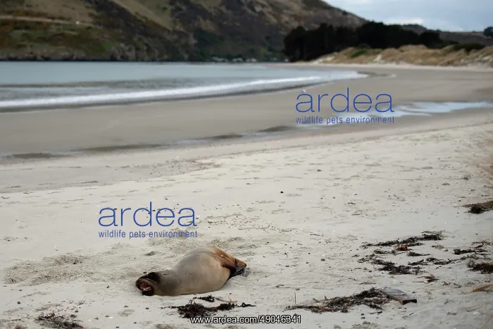 : Female New Zealand Sea Lion : Female New Zealand Sea Lion