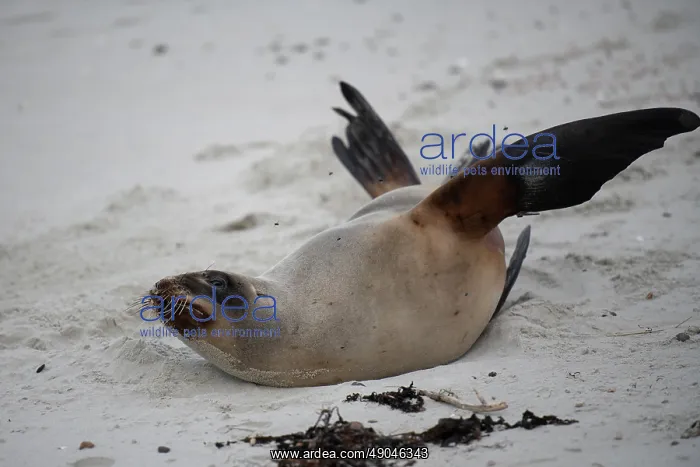 : Female New Zealand Sea Lion : Female New Zealand Sea Lion