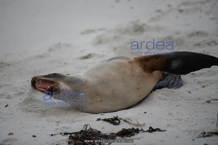 : Female New Zealand Sea Lion yawning : Female New Zealand Sea Lion yawning