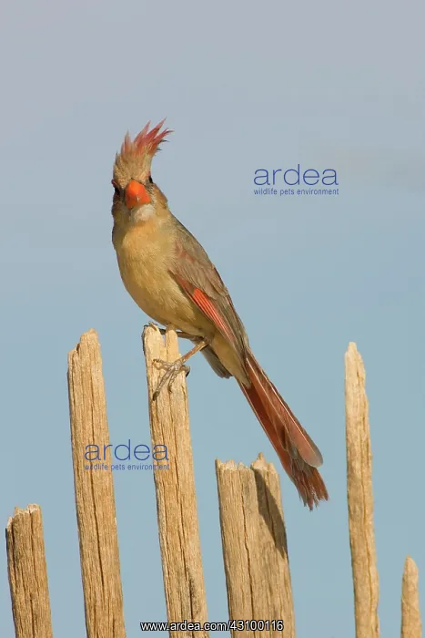 : Female Northern Cardinal : Female Northern Cardinal