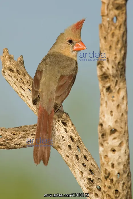 : Female Northern Cardinal : Female Northern Cardinal