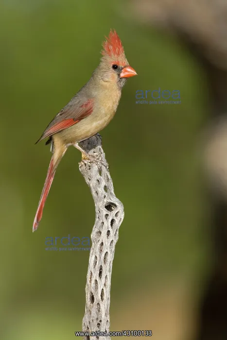 : Female Northern Cardinal : Female Northern Cardinal