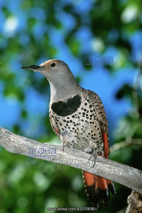 : Female Northern Flicker : Female Northern Flicker