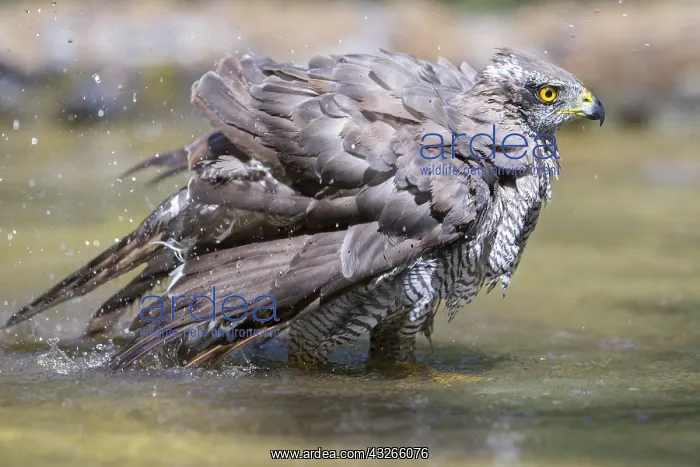: Female Northern Goshawk (Accipiter gentilis) ba : Female Northern Goshawk (Accipiter gentilis) ba