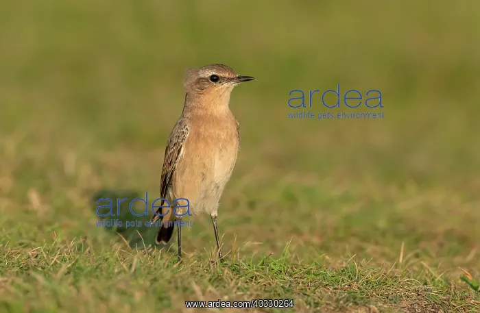 : Female Northern wheatear, Oenanthe oenanthe migr : Female Northern wheatear, Oenanthe oenanthe migr