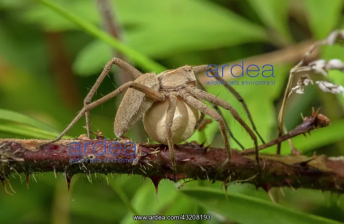 : Female Nursery web spider, Pisaura mirabilis, ca : Female Nursery web spider, Pisaura mirabilis, ca