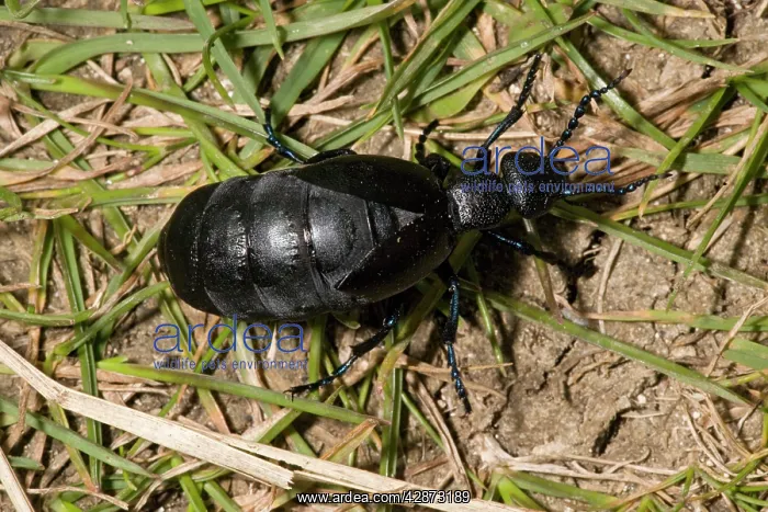 : A female oil beetle - Larvae live in solitary bee's nests : A female oil beetle - Larvae live in solitary bee's nests