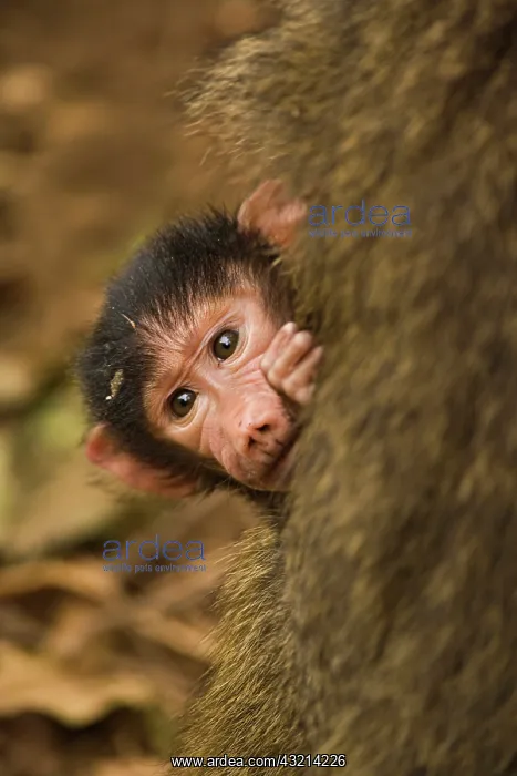 : Female Olive Baboon with baby, Papio cynocephalus : Female Olive Baboon with baby, Papio cynocephalus
