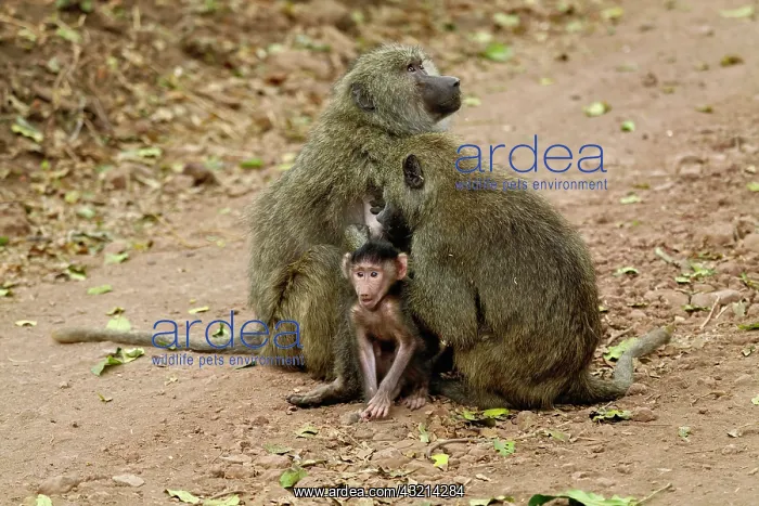 : Female Olive Baboon with baby, Papio cynocephalus : Female Olive Baboon with baby, Papio cynocephalus