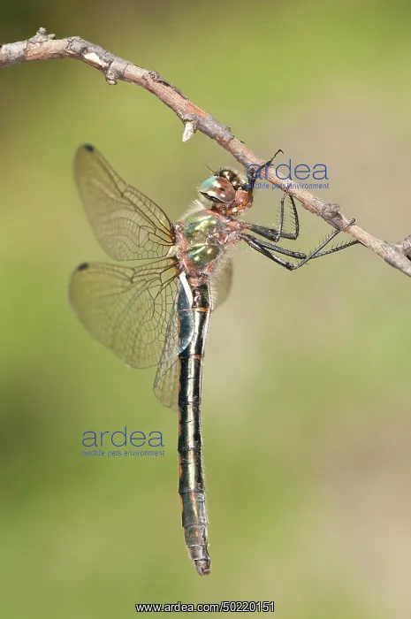 : Female of Orange-spotted emerald (Oxygastra curtisii) perched on branch, Piedmont, Italy : Female of Orange-spotted emerald (Oxygastra curtisii) perched on branch, Piedmont, Italy