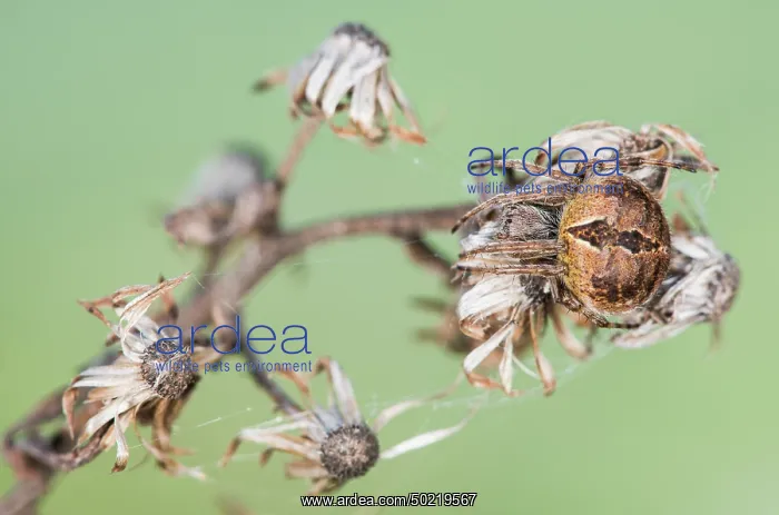 : Female of orb-weaver spider (Aganelatea redii) waiting for pray, Liguria, Italy : Female of orb-weaver spider (Aganelatea redii) waiting for pray, Liguria, Italy