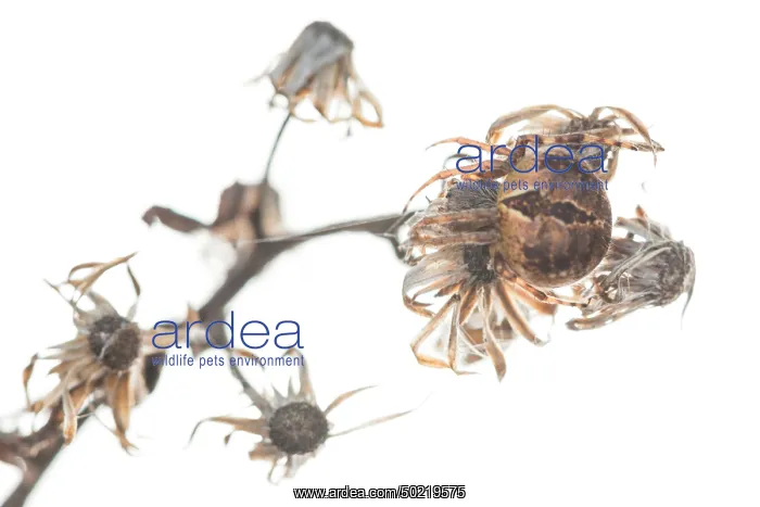 : Female of orb-weaver spider (Aganelatea redii) on a white background, Liguria, Italy : Female of orb-weaver spider (Aganelatea redii) on a white background, Liguria, Italy