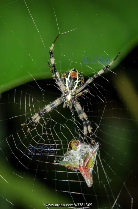 : Female Orb-weaver Spider with Cricket prey : Female Orb-weaver Spider with Cricket prey