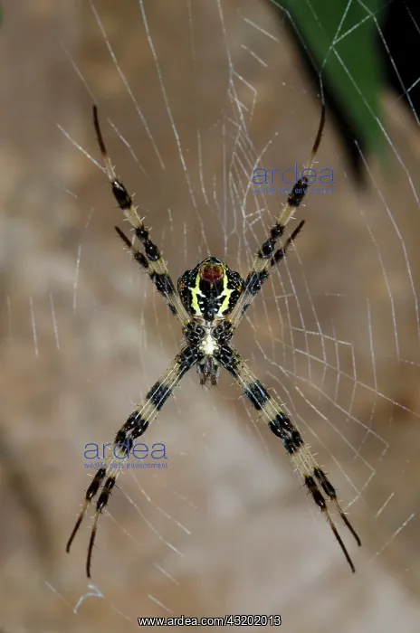 : Female Orb-weaver Spider on web - Klungkung, Bali : Female Orb-weaver Spider on web - Klungkung, Bali