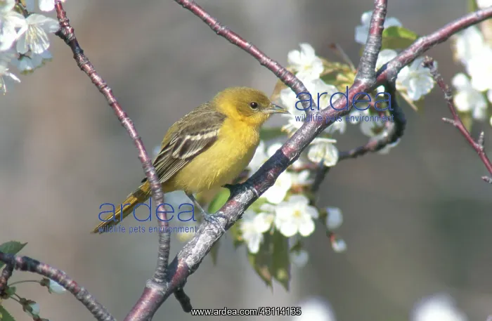 : Female Orchard Oriole : Female Orchard Oriole