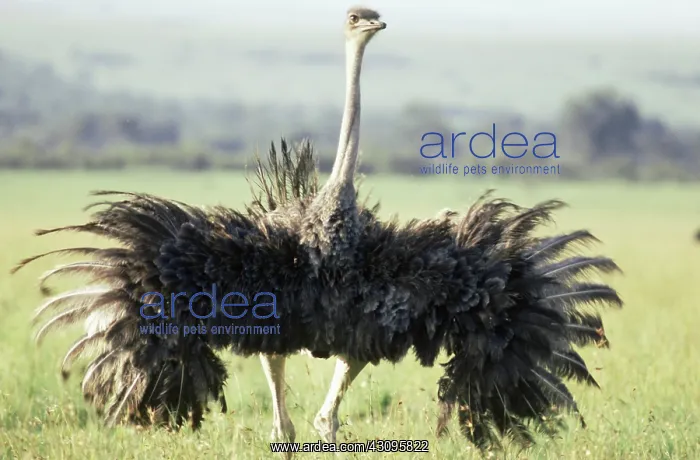 : Female Ostrich displaying feathers : Female Ostrich displaying feathers