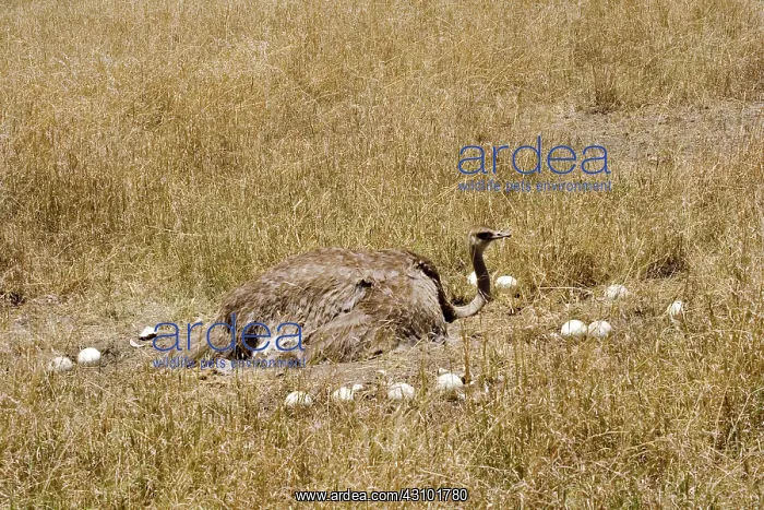: Female Ostrich sitting on communal eggs : Female Ostrich sitting on communal eggs