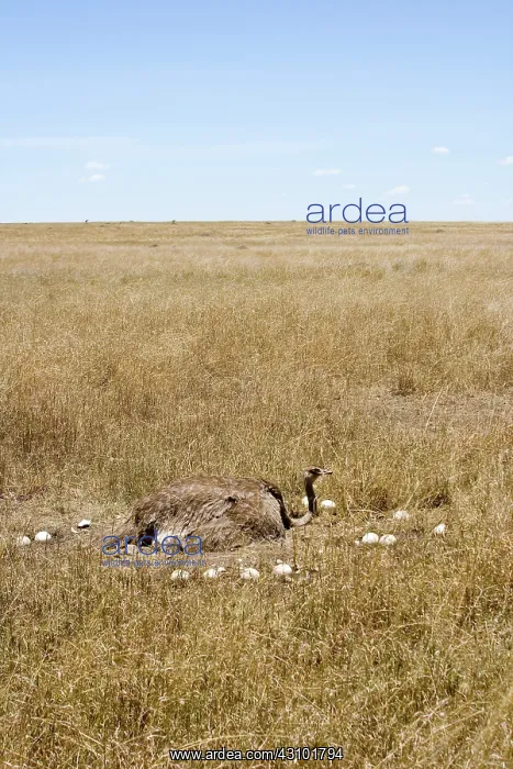 : Female Ostrich sitting on communal eggs : Female Ostrich sitting on communal eggs