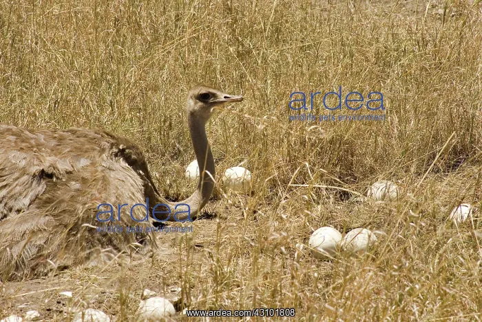 : Female Ostrich sitting on communal eggs : Female Ostrich sitting on communal eggs