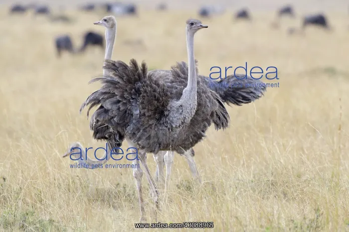 : Female Ostriches : Female Ostriches