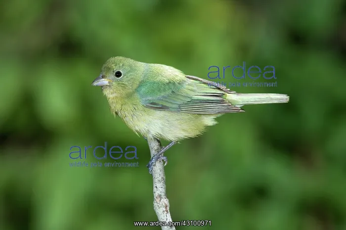 : Female Painted Bunting (Passerina ciris) : Female Painted Bunting (Passerina ciris)