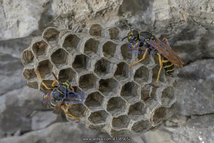 : Female Paper Wasps, Polistes sp, working on nest : Female Paper Wasps, Polistes sp, working on nest