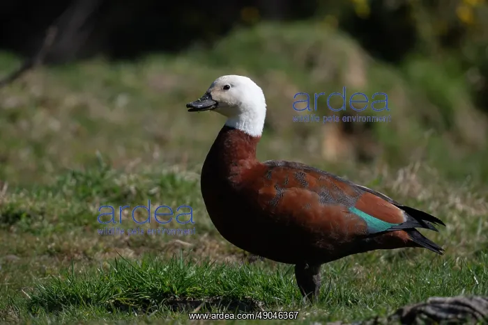 : Female Paradise Shelduck : Female Paradise Shelduck