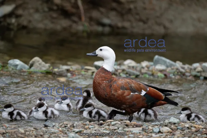  : Female Paradise Shelduck with ducklings
