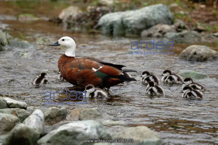 : Female Paradise Shelduck with ducklings : Female Paradise Shelduck with ducklings