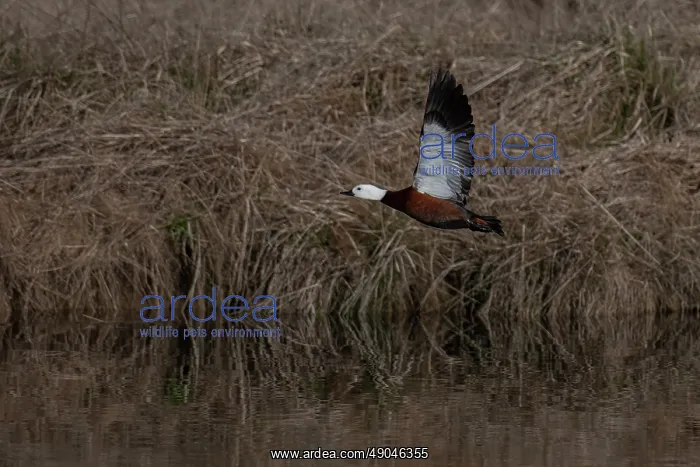  : Female Paradise Shelduck flying