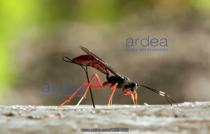 : Female parasitic Commander Wasp - Ichneumon - seeking : Female parasitic Commander Wasp - Ichneumon - seeking