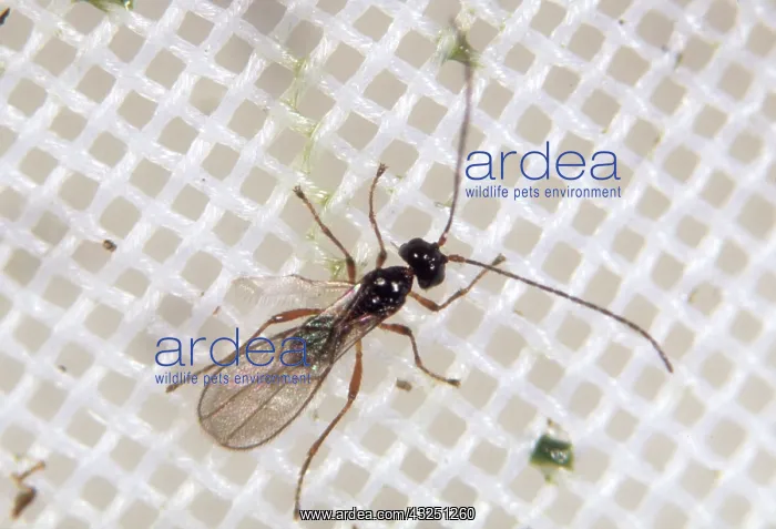 : Female parasitoid wasp : Female parasitoid wasp
