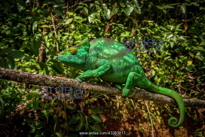 : A female parson chameleon (Calumma parsonii parsonii) of the : A female parson chameleon (Calumma parsonii parsonii) of the