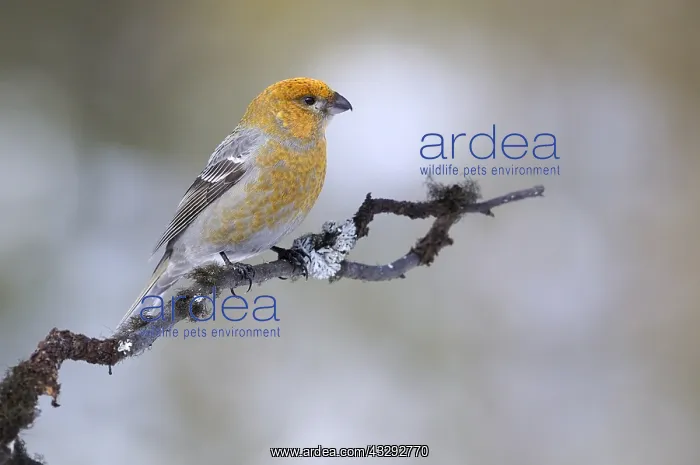 : A female Pine Grosbeak (Pinicola enucleator) on : A female Pine Grosbeak (Pinicola enucleator) on