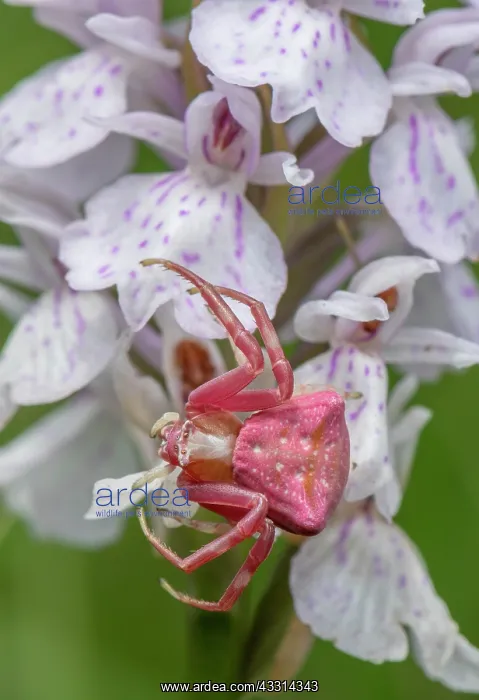 : Female Pink Crab Spider, Thomisus onustus waitin : Female Pink Crab Spider, Thomisus onustus waitin
