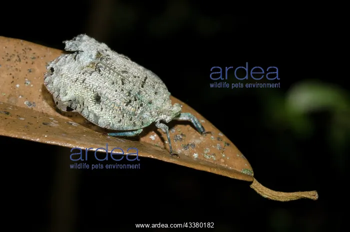 : Female Planthopper : Female Planthopper