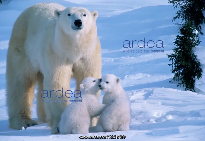 : Female Polar Bear Standing with 2 Cubs at her feet : Female Polar Bear Standing with 2 Cubs at her feet