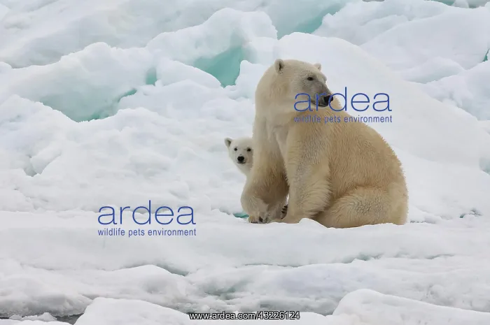  : Female Polar bear (Ursus maritimus) with cub, Svalbard